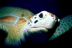 Barbados Turtle. Nikonos with closeup kit. by Kathy Damgaard 